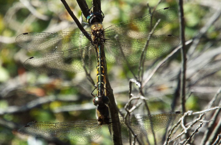 Libellule australiane